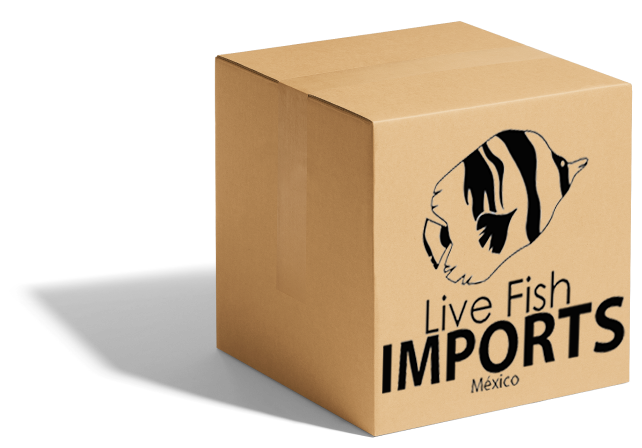Cardboard_livefish