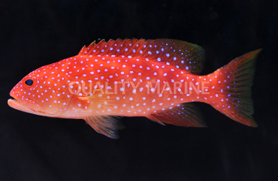Crescent Tailed Groupers-Variola albimarginata
