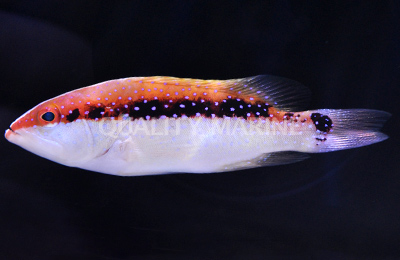 Red Louti Groupers-Variola louti