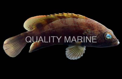 Bluespotted Seabass Groupers-Cephalopholis taeniops