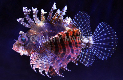 Dwarf, Fuzzy Lions-Dendrochirus brachypterus