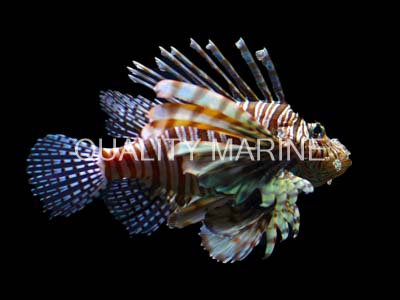Volitan Colored Lions-Pterois volitans