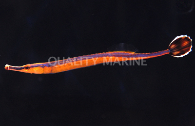 Bluestripe Pipefish-Doryrhamphus excisus