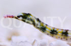 Dragonface Pipefish-Corythoichthys intestinalis
