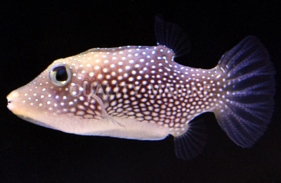 Spotted Sharpnose Puffers-Canthigaster punctatissima - Live Fish ...