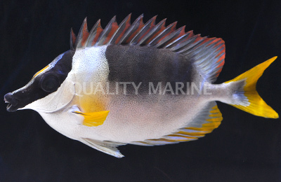 Foxface, Magnificent Rabbitfish-Siganus magnificus - Live Fish Imports ...