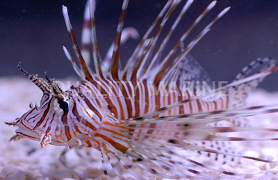 Volitan Colored Lions-Pterois volitans