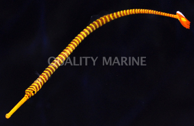 Multi-Banded Pipefish-Doryrhamphus multiannulatus