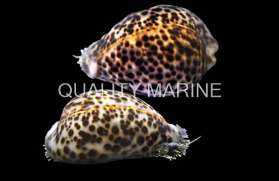 Cowrie, Tiger Shell, Snails-Cypraea tigris