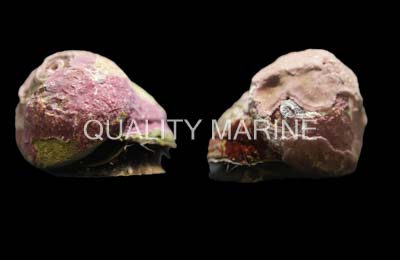 Margarite Shell, Snails-Tegula sp.