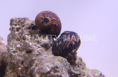 Nerite Shell, Snails-Nerite sp.