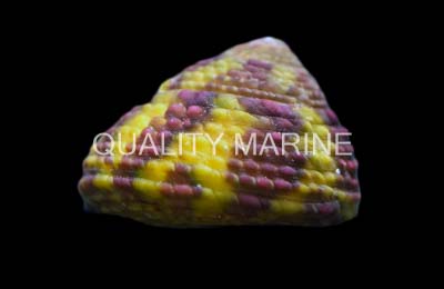 Margarite, Green Spiral Shell, Snails-Tegula verdispira