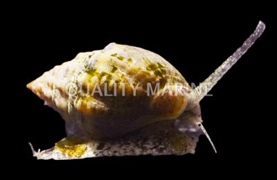 Nassarius, Baja Shell, Snails-Nassarius tiarula