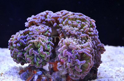 Hammer Branch Green w/Pink Tips Corals, LPS Aquacultured-Euphyllia parancora