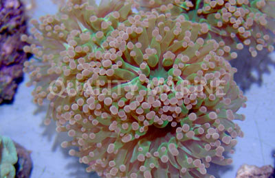 Frogspawn Branching, Green Corals, LPS Aquacultured-Euphyllia paradivisa
