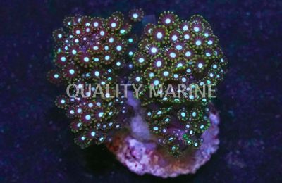 Alveopora, Branch Corals, LPS Aquacultured-Alveopora spongiosa