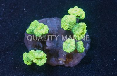 Trumpet Metallic Green Corals, LPS Aquacultured-Caulastrea sp.