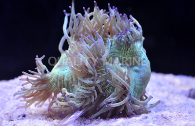 Elegant, Pink/Purple Tip Corals, LPS Aquacultured-Catalaphyllia jardinei