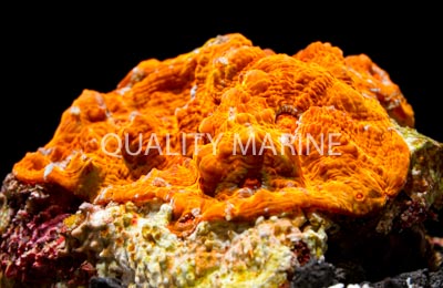 Chalice Ultra Color Corals, LPS Aquacultured-Echinophyllia sp.