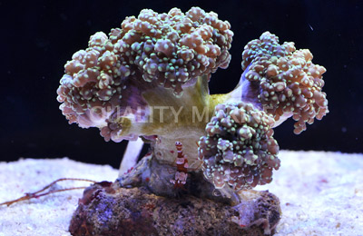 Octopus Branch Green Corals, LPS Aquacultured-Euphyllia yaeyamaensis
