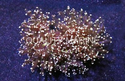 Frogspawn Branch, Orange Tip. Corals, LPS Aquacultured-Euphyllia paradivisa