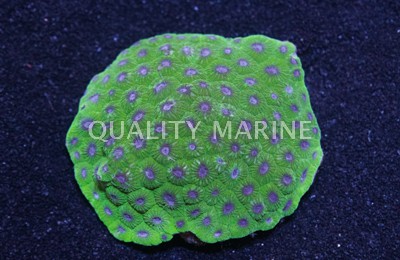Honeycomb, Green w/Purple Center Corals, LPS Aquacultured-Diploastrea heliopora