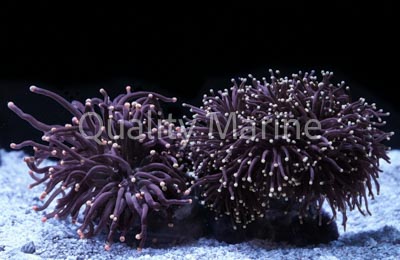 Torch, Black Tentacles w / Orange tips Corals, LPS Aquacultured-Euphyllia glabrescens