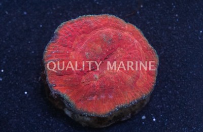 Brain Flat Australomussa Red Corals, LPS Aquacultured-Australomussa rowleyensis