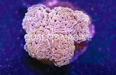 Hammer Branch Gold Corals, LPS Aquacultured-Euphyllia parancora