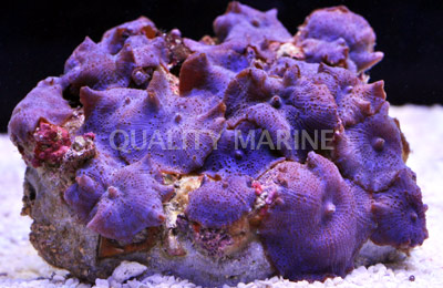 Mushroom Blue / Green / Violet Mushroom Aquacultured-Actinodiscus sp.