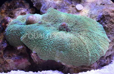 Mushroom Elephant Ear Green Mushroom Aquacultured-Rhodactis mussoides