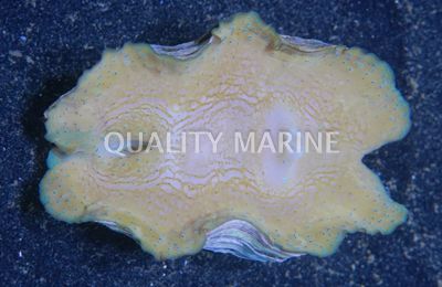 Tridacna Gigas Shell, Aquacultured Clams-Tridacna gigas