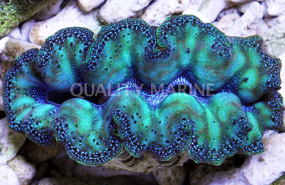 Crocea Ultra Shell, Aquacultured Clams-Tridacna crocea