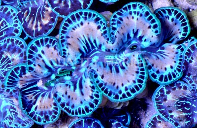 Maxima Blue/Turquoise Ultra Shell, Aquacultured Clams-Tridacna maxima
