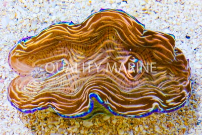 Derasa, Striped w/Blue Rim Shell, Aquacultured Clams-Tridacna derasa