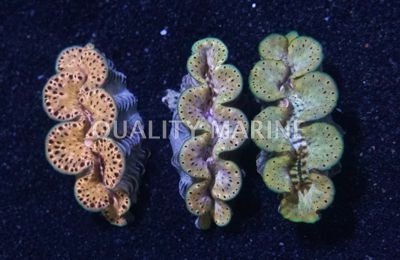 Maxima Gold Shell, Aquacultured Clams-Tridacna maxima