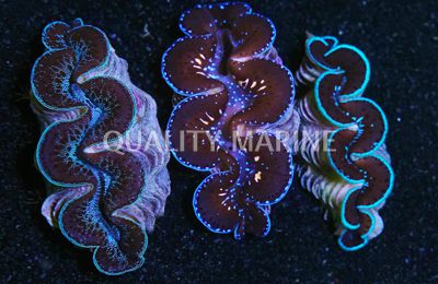 Maxima 1st Grade Blue/Purple Shell, Aquacultured Clams-Tridacna maxima