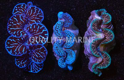 Maxima Blue/Turquoise Tiger Striped Ultra Shell, Aquacultured Clams-Tridacna maxima