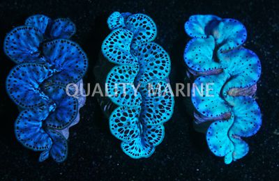 Maxima Blue/Turquoise Spotted Ultra Shell, Aquacultured Clams-Tridacna maxima