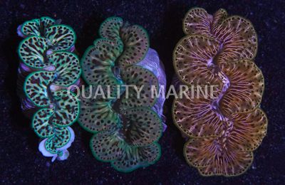 Maxima Tiger Striped Shell, Aquacultured Clams-Tridacna maxima