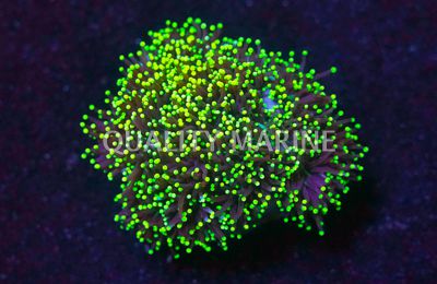 Torch, Black Tentacles w / Yellow Tips Corals, LPS Aquacultured-Euphyllia glabrescens