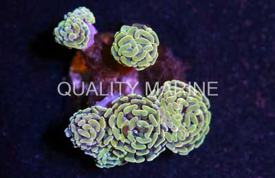 Hammer Branch Orange Tip Corals, LPS Aquacultured-Euphyllia parancora