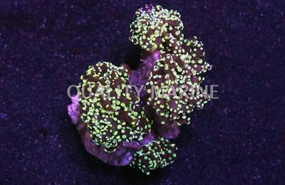 Octopus Branch Neon Green Corals, LPS Aquacultured-Euphyllia yaeyamaensis