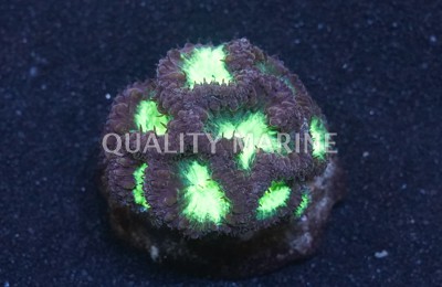 Wellsi Green Corals, LPS Aquacultured-Blastomussa wellsi