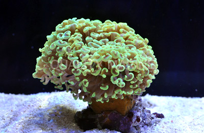 Ancora Hammer Ultra Color Corals, LPS Aquacultured-Euphyllia ancora